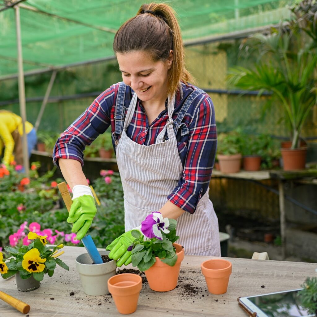 Female gardener planting pansy flowers in pots in greenhouse